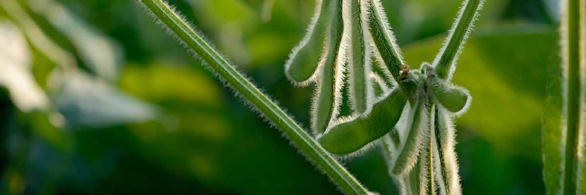 Close up soybean plants in a field